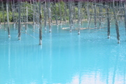 美瑛・青い池